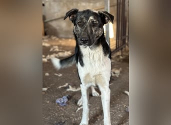 Kaiser, geb. ca. 12/2023, lebt in GRIECHENLAND, auf einem Gelände, Hunde werden notdürftig versorgt