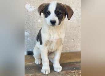 Yoko, geb. ca. 03/2026, lebt in GRIECHENLAND, auf einer privaten Pflegestelle