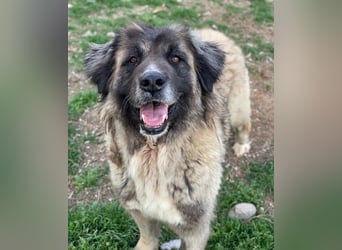 Harper, geb. ca. 12/2018, lebt in GRIECHENLAND, im städt. Tierheim Serres