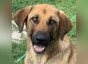 Xawi, geb. ca. 12/2019, lebt in GRIECHENLAND, im städt. Tierheim Serres