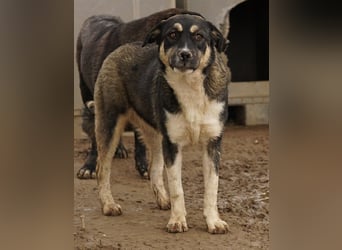 Susi, geb. ca. 09/2022, lebt in GRIECHENLAND, im städt. Tierheim Serres