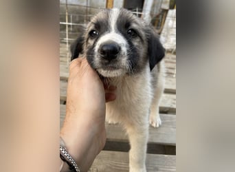 Grace, geb. ca. 08/2022, lebt in GRIECHENLAND, auf einer privaten Pflegestelle