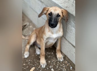 Cindy, geb. ca. 03/2026, lebt in GRIECHENLAND, im städt. Tierheim Serres