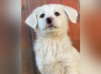 Saki, geb. ca. 03/2026, lebt in GRIECHENLAND, auf einer privaten Pflegestelle