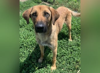 Xawi, geb. ca. 12/2019, lebt in GRIECHENLAND, im städt. Tierheim Serres