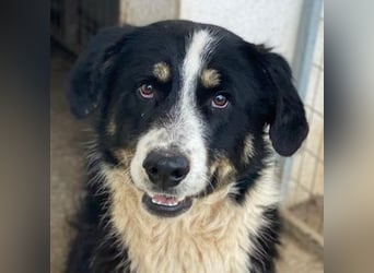 Cars, geb. ca. 12/2023, lebt in GRIECHENLAND, im städt. Tierheim Serres