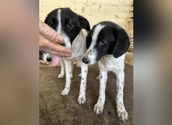 Amora, geb. ca. 03/2024, lebt in GRIECHENLAND, auf einer privaten Pflegestelle