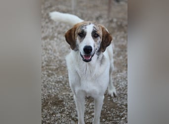 Lance, geb. ca. 02/2022, lebt in GRIECHENLAND, im städt. Tierheim Serres
