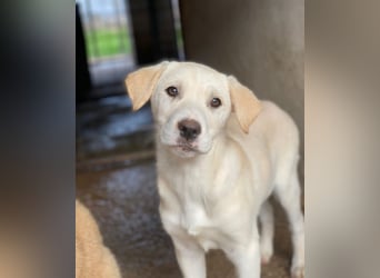 Liena, geb. ca. 12/2025, lebt in GRIECHENLAND, im städt. Tierheim Serres