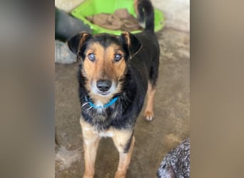 Tizian, geb. ca. 04/2022, lebt in GRIECHENLAND, auf einer privaten Pflegestelle