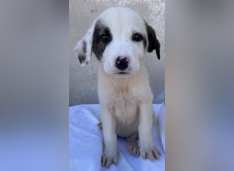 Alain, geb. ca. 06/2023, lebt in GRIECHENLAND, im städt. Tierheim Serres