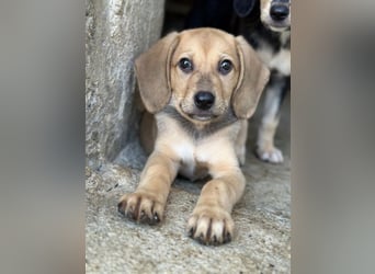 Vanilla, geb. ca. 05/2026, lebt in GRIECHENLAND, im städt. Tierheim Serres