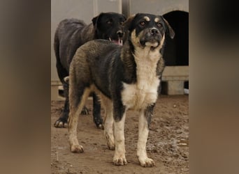 Susi, geb. ca. 09/2022, lebt in GRIECHENLAND, im städt. Tierheim Serres