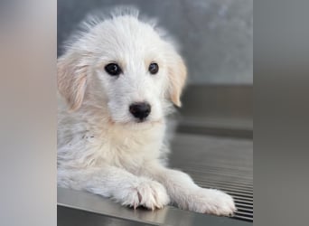 Zucker, geb. ca. 01/2026, lebt in GRIECHENLAND, auf einer privaten Pflegestelle