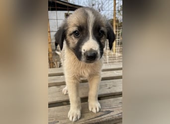 Grace, geb. ca. 08/2022, lebt in GRIECHENLAND, auf einer privaten Pflegestelle