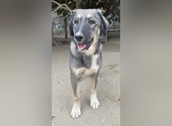 Karla, geb. ca. 03/2023, lebt in GRIECHENLAND, im städt. Tierheim Serres