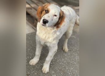 Fidi, geb. ca. 08/2025, lebt in GRIECHENLAND, im städt. Tierheim Serres
