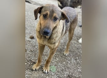 Novo, geb. ca. 04/2023, lebt in GRIECHENLAND, im städt. Tierheim Serres
