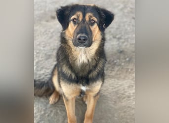 Glinda, geb. ca. 07/2025, lebt in GRIECHENLAND, im städt. Tierheim Serres