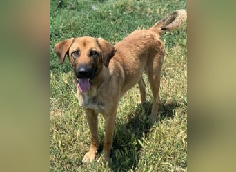 Xawi, geb. ca. 12/2019, lebt in GRIECHENLAND, im städt. Tierheim Serres