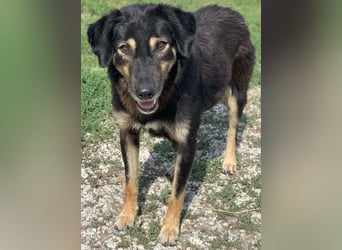 Lavinia, geb. ca. 06/2019, lebt in GRIECHENLAND, im städt. Tierheim Serres