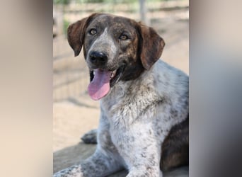 Naxos, geb. ca. 07/2020, lebt in GRIECHENLAND, im städt. Tierheim Serres