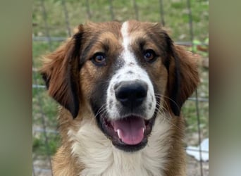 Barkley, geb. ca. 10/2024, lebt in GRIECHENLAND, auf einer privaten Pflegestelle