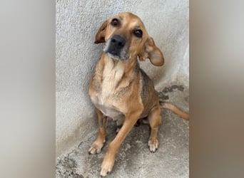 Angelina, geb. ca. 07/2022, lebt in GRIECHENLAND, im städt. Tierheim Serres