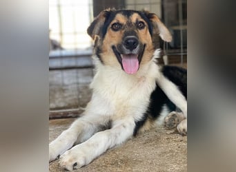 Kati, geb. ca. 03/2025, lebt in GRIECHENLAND, im städt. Tierheim Serres