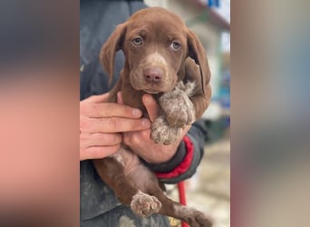 Castanea, geb. ca. 11/2025, lebt in GRIECHENLAND, auf einer privaten Pflegestelle