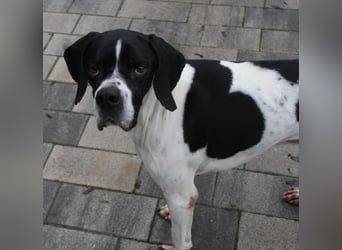 Attila, geb. ca. 08/2024, lebt auf einer Pflegestelle in 67735 Mehlbach