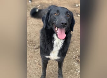 Panthera, geb. ca. 05/2023, lebt in GRIECHENLAND, auf einer privaten Pflegestelle