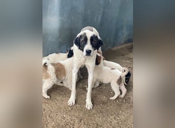 Marinara, geb. ca. 01/2025, lebt in GRIECHENLAND, auf einer privaten Pflegestelle