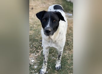 Yaska, geb. ca. 02/2022, lebt in GRIECHENLAND, im städt. Tierheim Serres