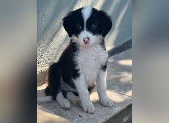 Tinkerbelle, geb. ca. 06/2026, lebt in GRIECHENLAND, im städt. Tierheim Serres