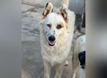 Hope, geb. ca. 03/2024, lebt in GRIECHENLAND, im städt. Tierheim Serres