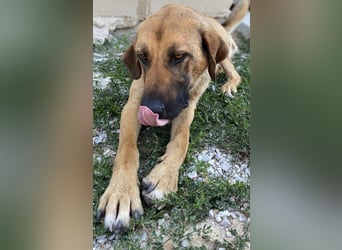 Xawi, geb. ca. 12/2019, lebt in GRIECHENLAND, im städt. Tierheim Serres