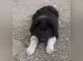 Baron, geb. ca. 12/2023, lebt in GRIECHENLAND, auf einem Gelände, Hunde werden notdürftig versorgt