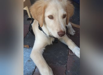 Fluffy-Boo, geb. ca. 04/2026, lebt auf einer Pflegestelle in 44651 Herne