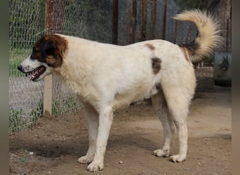 Pitt, geb. ca. 05/2021, lebt in GRIECHENLAND, im städt. Tierheim Serres