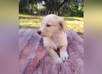  Fluffy-Boo, geb. ca. 04/2026, lebt auf einer Pflegestelle in 44651 Herne