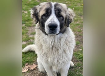 Chef, geb. ca. 07/2025, lebt in GRIECHENLAND, im städt. Tierheim Serres