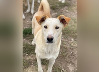 Kalena, geb. ca. 01/2025, lebt in GRIECHENLAND, im städt. Tierheim Serres