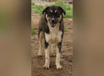 Susi, geb. ca. 09/2022, lebt in GRIECHENLAND, im städt. Tierheim Serres