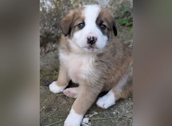 Krümel, geb. ca. 03/2026, lebt in GRIECHENLAND, auf einer privaten Pflegestelle