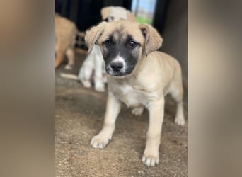 Mira, geb. ca. 12/2025, lebt in GRIECHENLAND, im städt. Tierheim Serres