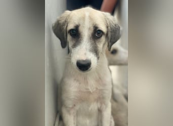 Maliya, geb. ca. 04/2025, lebt in GRIECHENLAND, im städt. Tierheim Serres