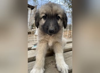 Venus, geb. ca. 08/2022, lebt in GRIECHENLAND, auf einer privaten Pflegestelle