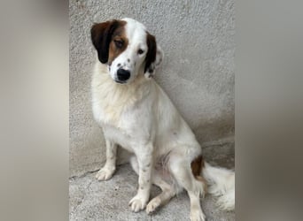 Fidi, geb. ca. 08/2025, lebt in GRIECHENLAND, im städt. Tierheim Serres
