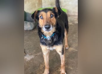 Tizian, geb. ca. 04/2022, lebt in GRIECHENLAND, auf einer privaten Pflegestelle